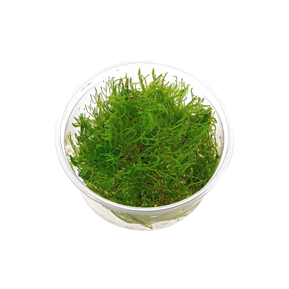taiwan moss kubek 10cm.jpg